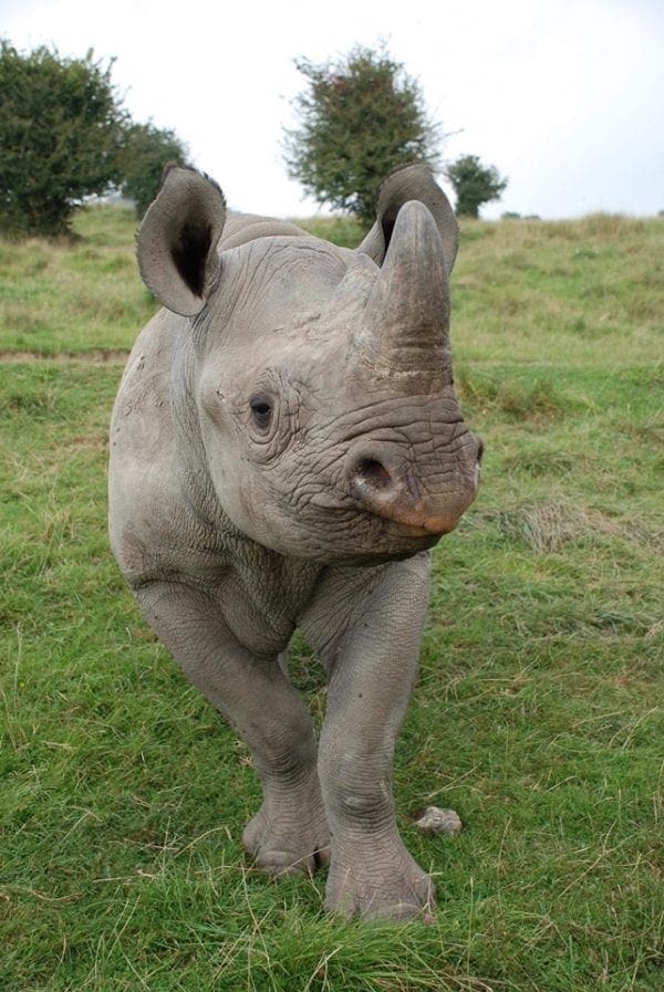 endangered black rhinoceros