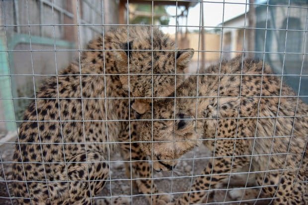 29 Cheetah Cubs Rescued From Wildlife Smugglers in Somaliland
