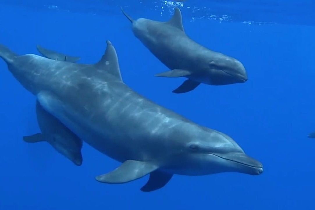 In the first ever recorded case of its kind, a bottlenose dolphin mother appears to have adopted an orphaned whale calf.