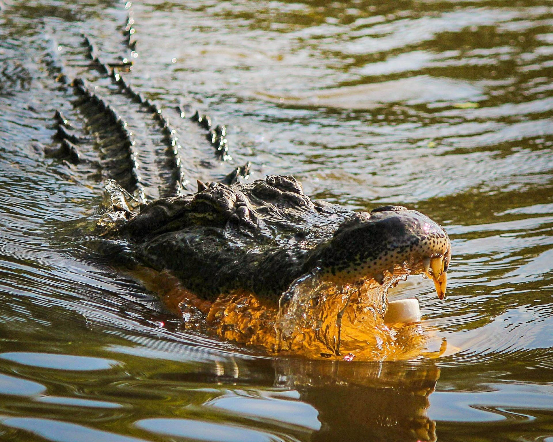 Florida Alligators Caught Eating Second Corpse in Single Week