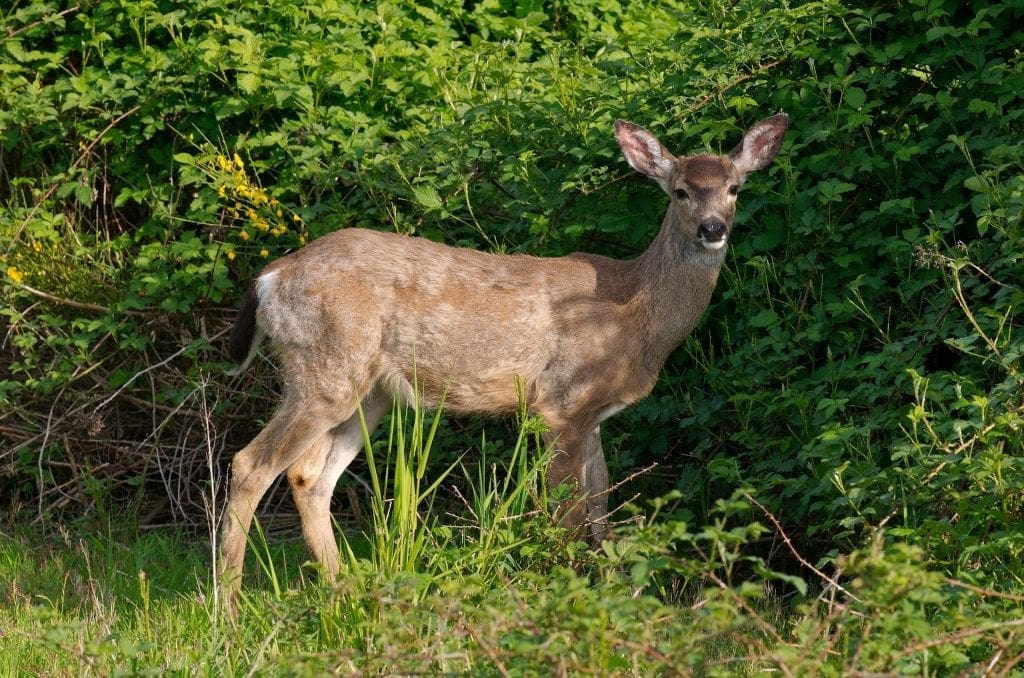 Photographer discovers deer covered in large tumors
