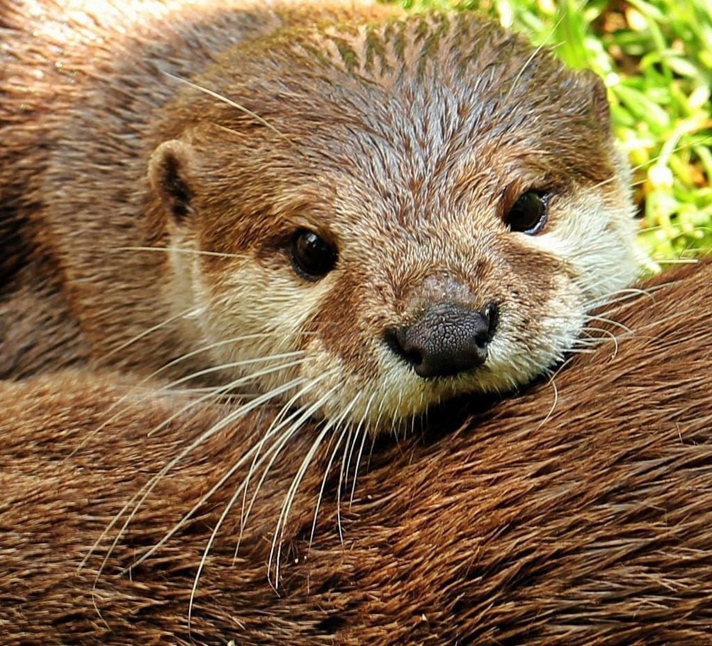 The international trade of endangered otters has been banned after Instagram popularity has been deemed responsible for an increase in poaching. 