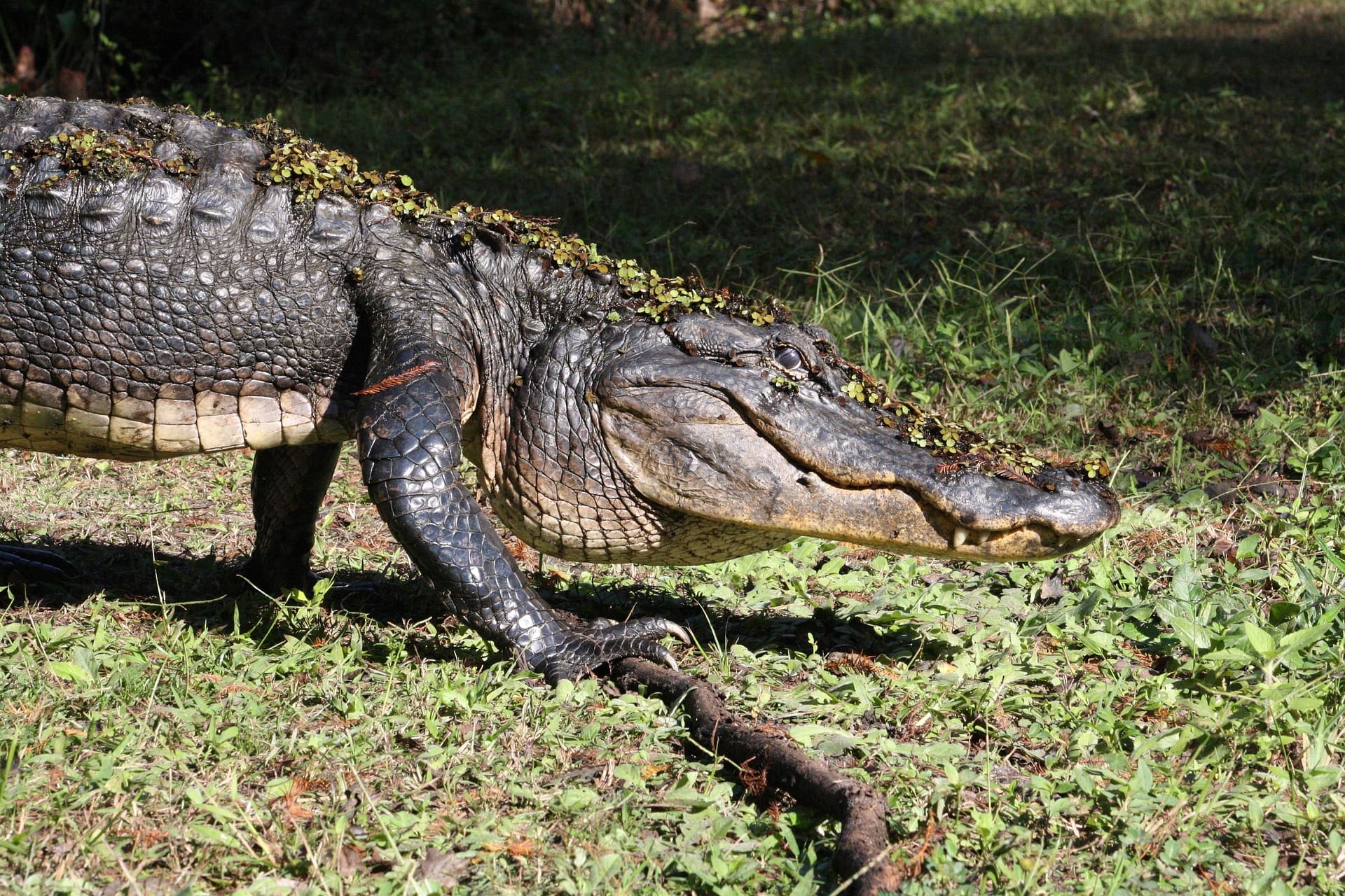 Alligator Attacks Large Pitbull During Walk in Florida Wildest