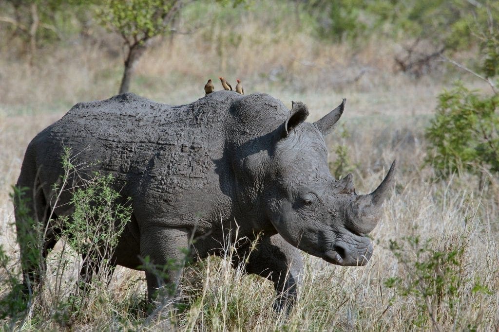 Mozambique Sentences Rhino Poachers For Crimes Committed In South Africa