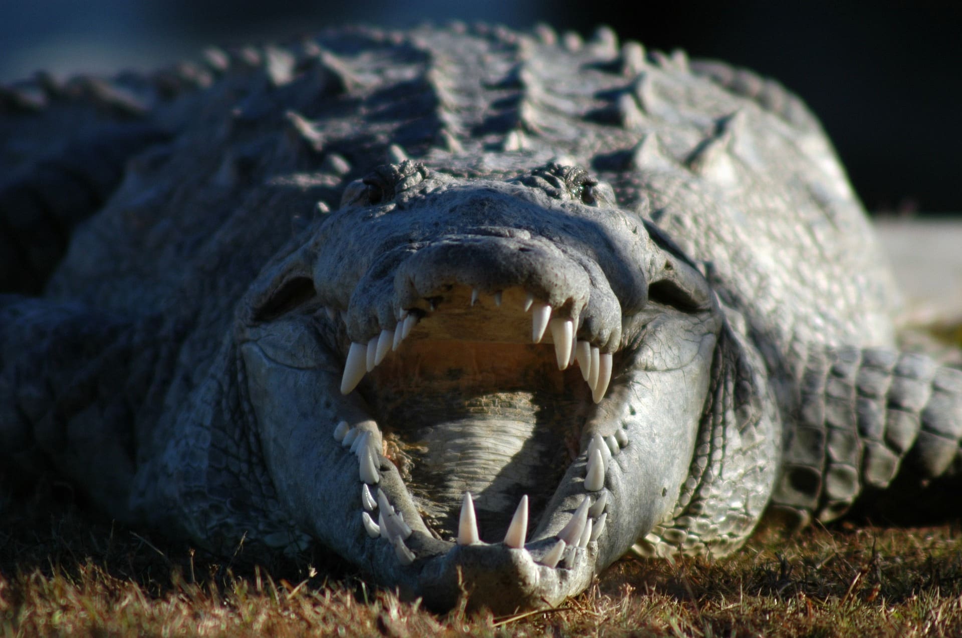 10-year-old boy snatched from boat by crocodile