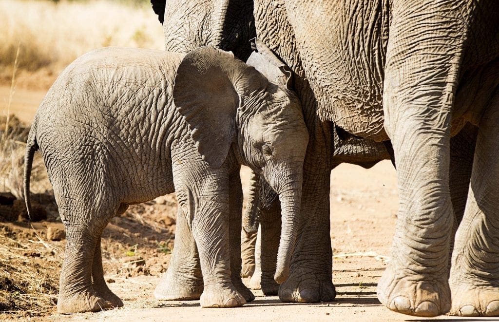 Trade In Baby Elephants Taken From The Wild Banned Internationally
