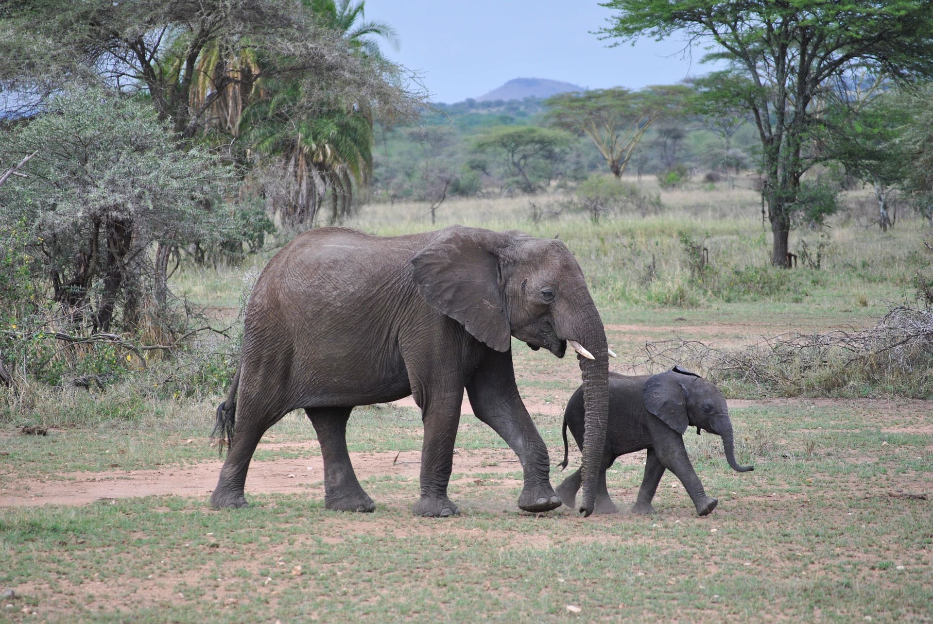 Trade In Baby Elephants Taken From The Wild Banned Internationally