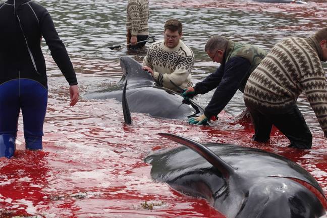locals look on as 23 pilot whales are slaughtered in the Faroe Islands