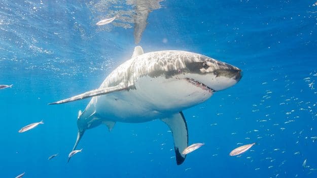 Great White Sharks Are 'Bullying' People Out Of The Sea