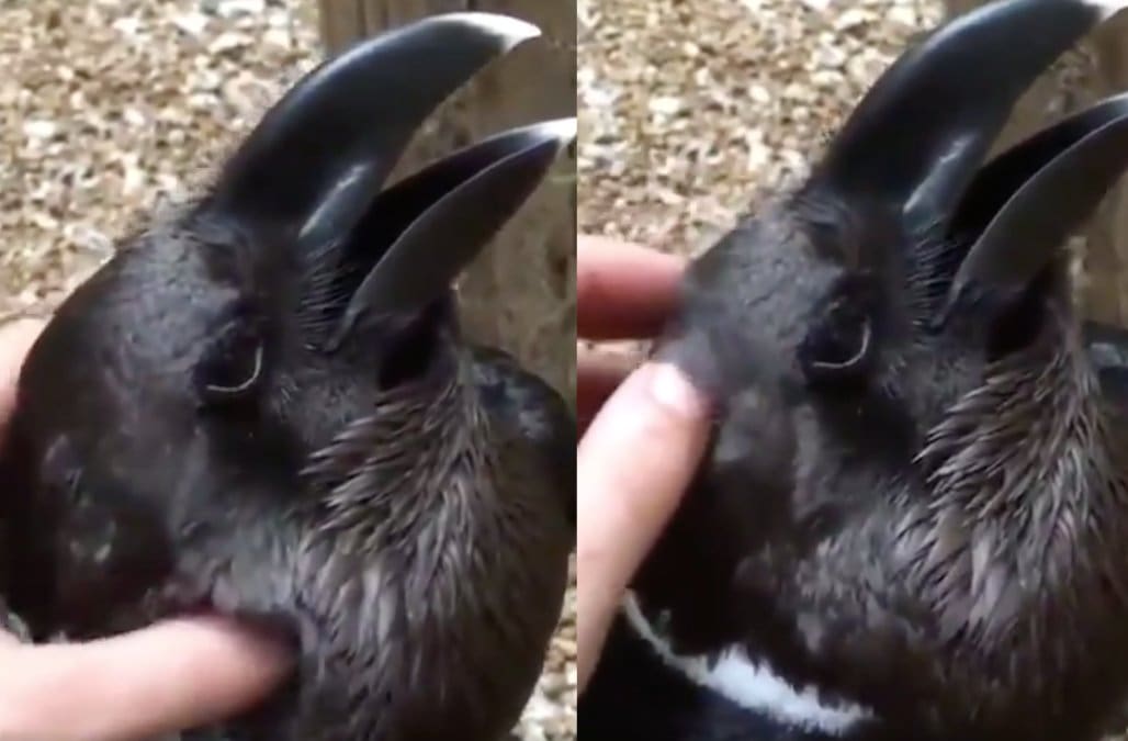 Nobody Can Tell If This Is A Rabbit Or A Crow Having Its Head Scratched