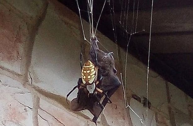 Giant spider catches a bat in its web