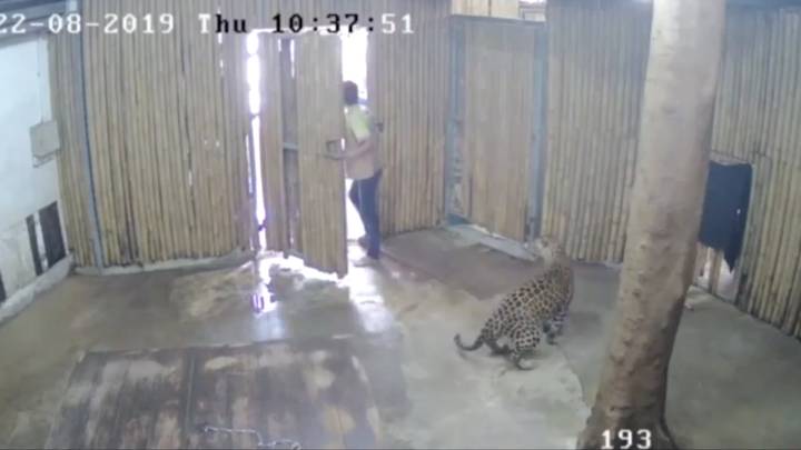 leopard attacks toddler in Koh Samui