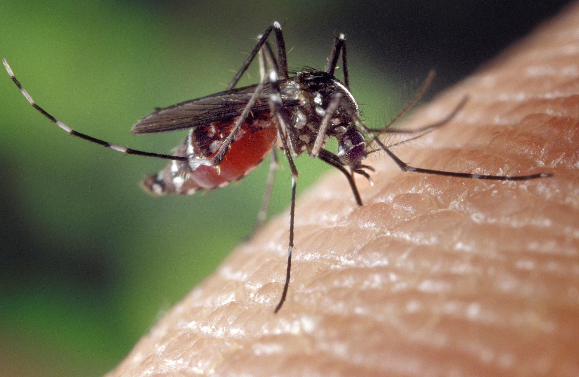 Mosquito Kills Woman After She Contracts A Rare Disease