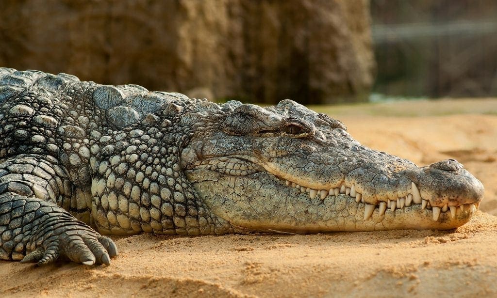 10-Year-Old Boy Snatched From Boat And Eaten By Crocodiles In front Of Brothers