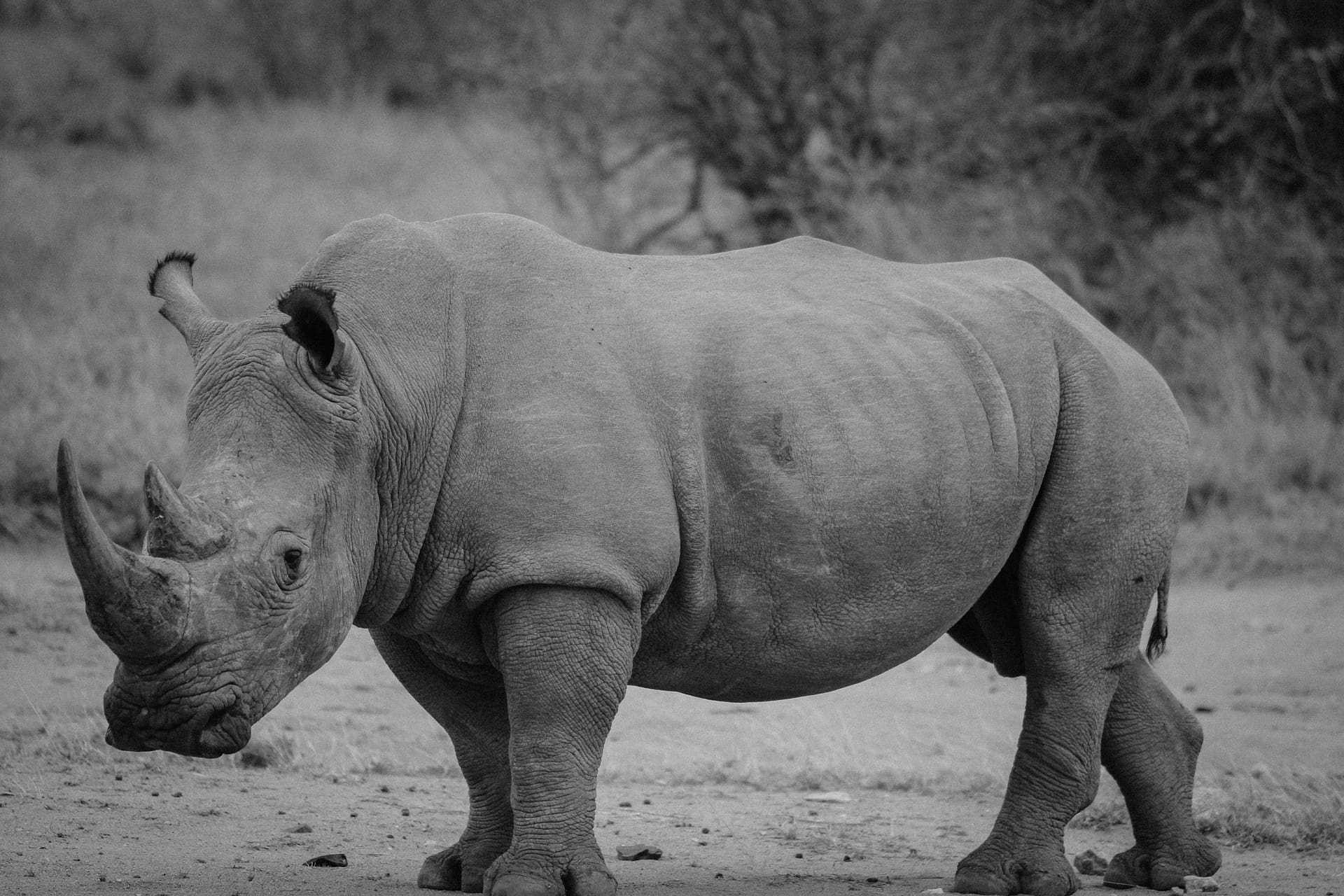 Rhino Poachers Jailed For Kruger National Park Incursions