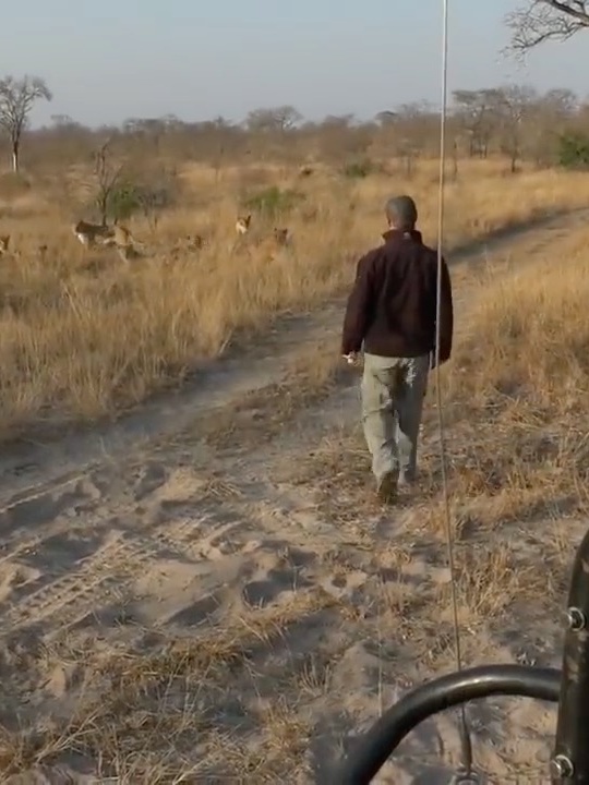 field guide walks into pride of lions