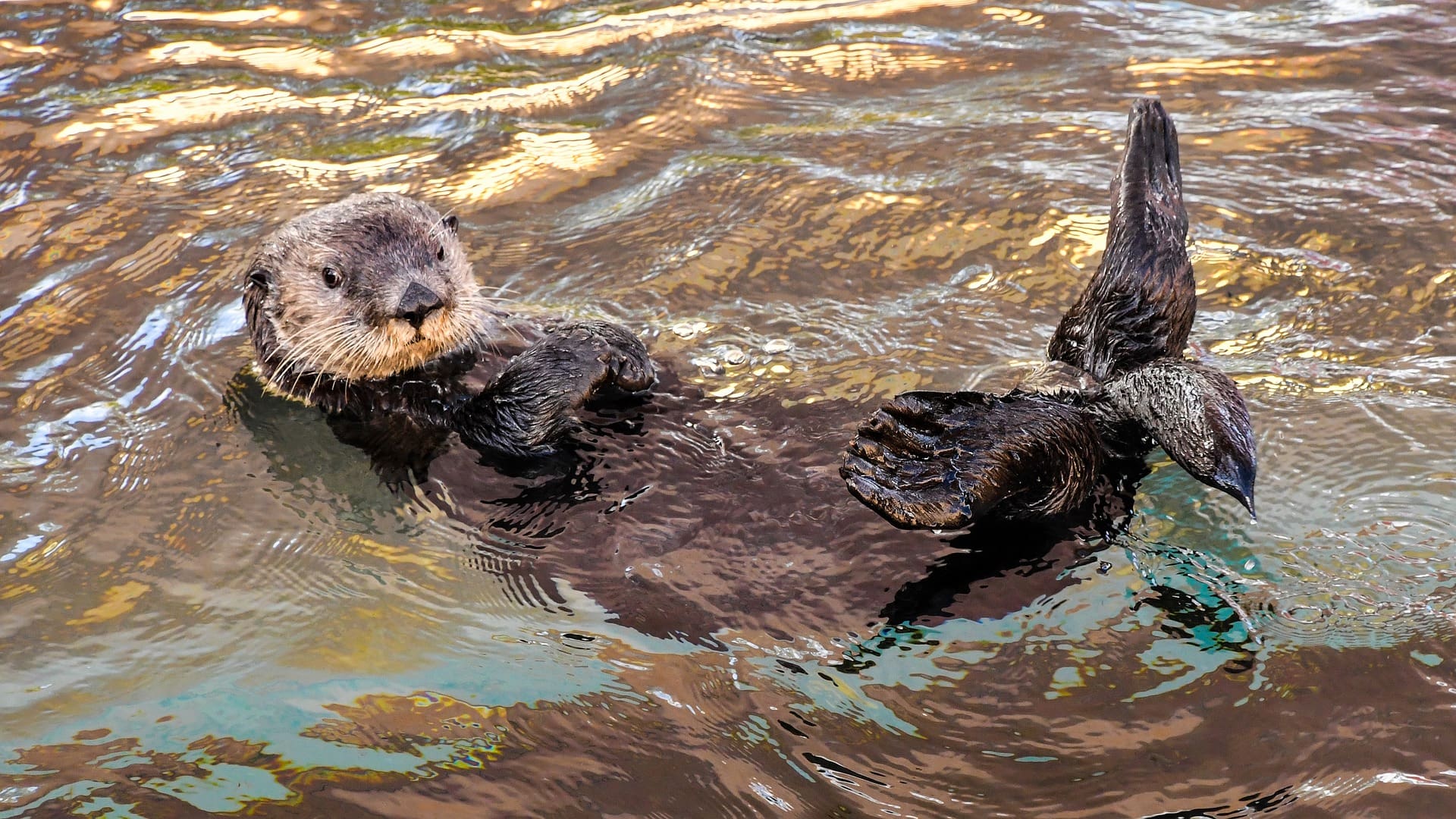 Endangered Otters Protected From Trade After Instagram Trend Threatens Them