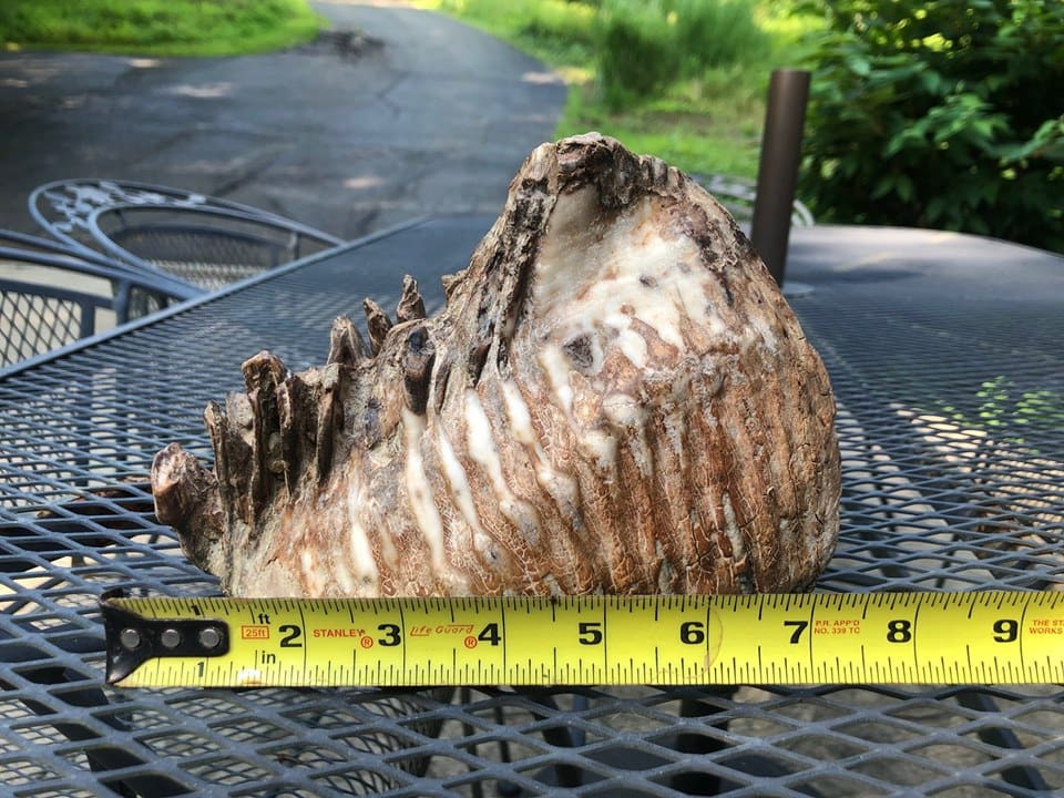 boy finds woolly mammoth tooth in Ohio
