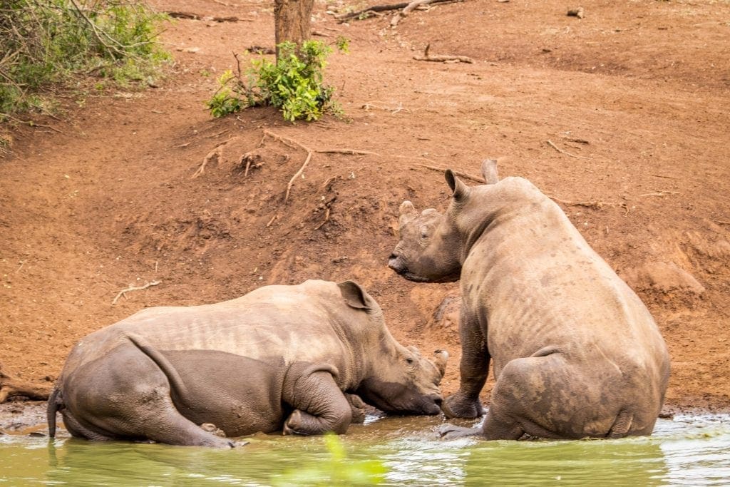 Mozambique Sentences Rhino Poachers For Crimes Committed In South Africa