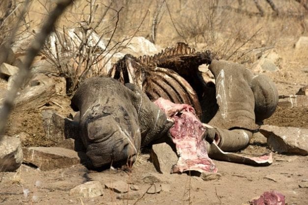 Mozambique Sentences Rhino Poachers For Crimes Committed In South Africa