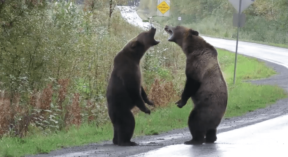 Rare Grizzly Bear Fight Caught On Camera