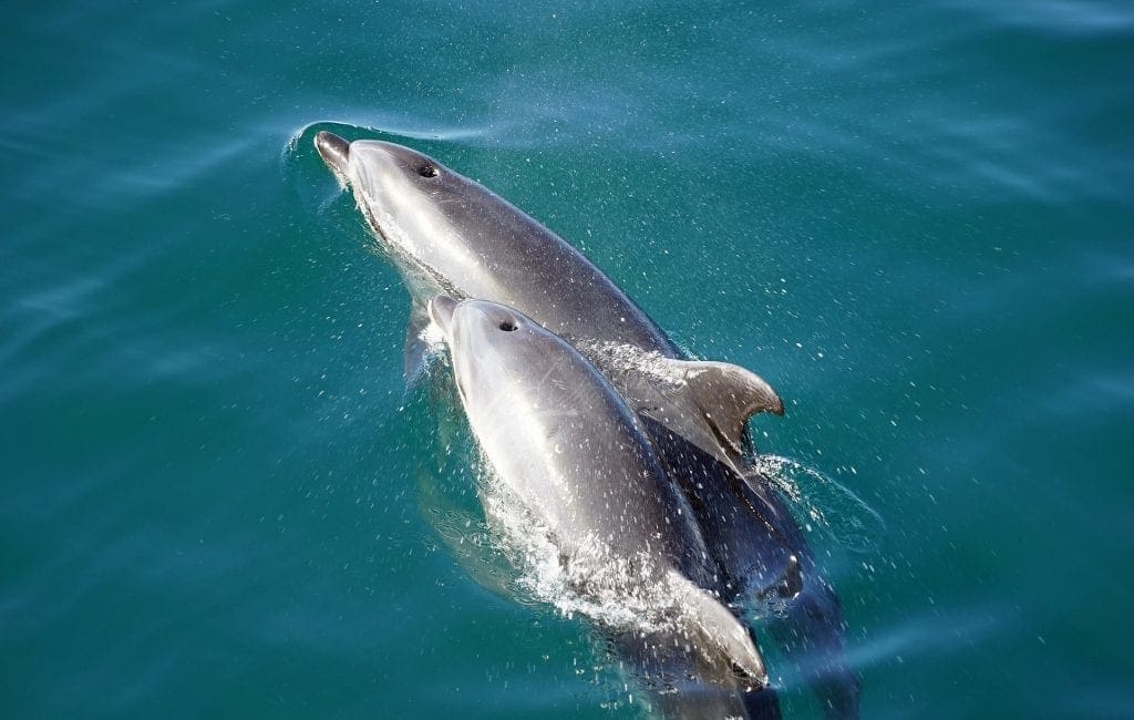 Overworked Baby Dolphin Dies Mid Performance