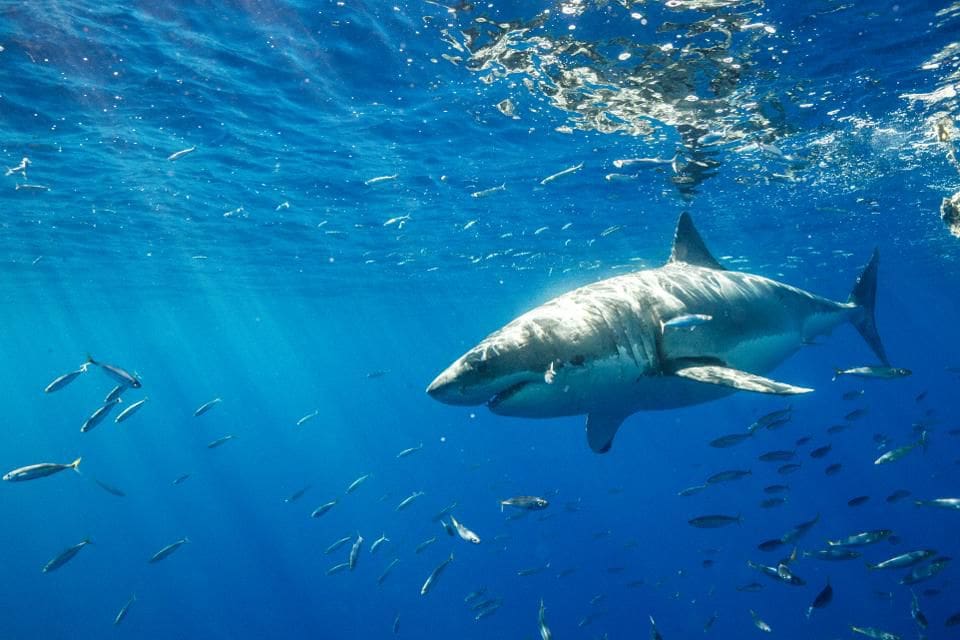Great White Sharks Vanish From Cape Town And No One Knows Why