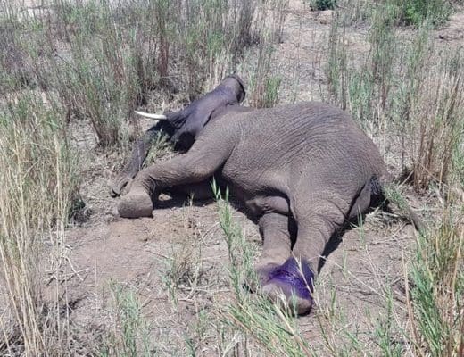 Snare Poaching Increasing In Kruger National Park