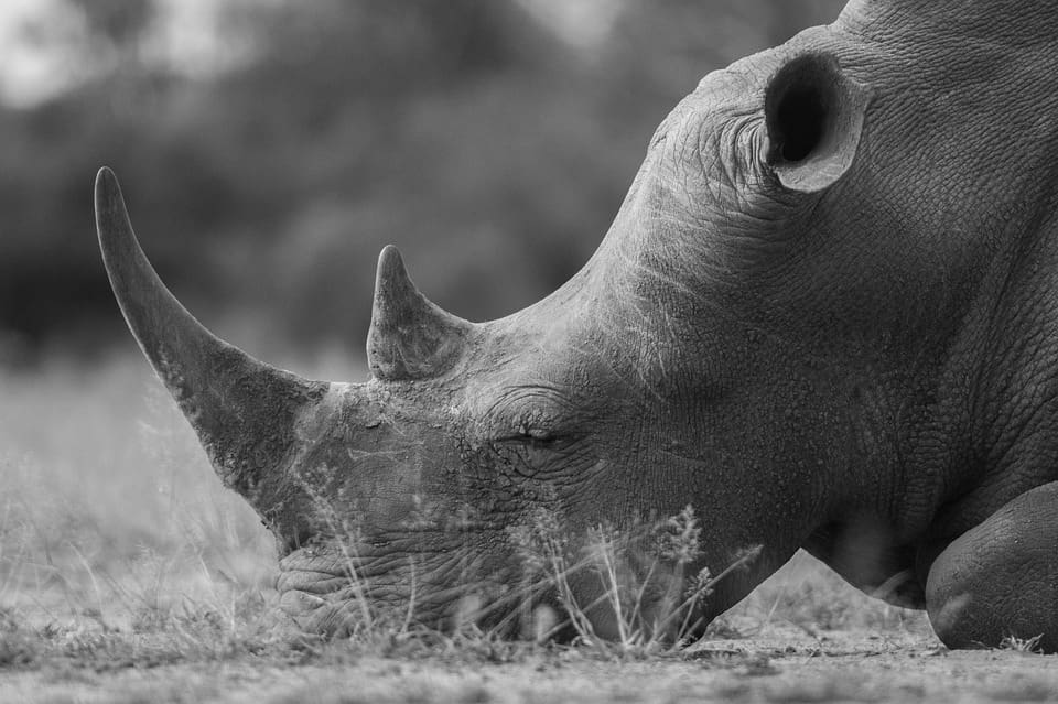 American Man Pays $400k To Kill Black Rhino