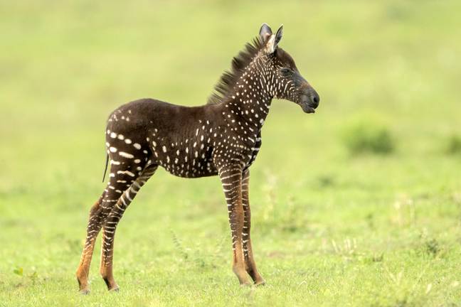 Polka-Dotted Zebra Discovered In Kenya