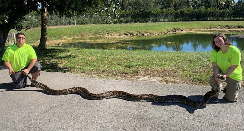 Giant python caught in florida