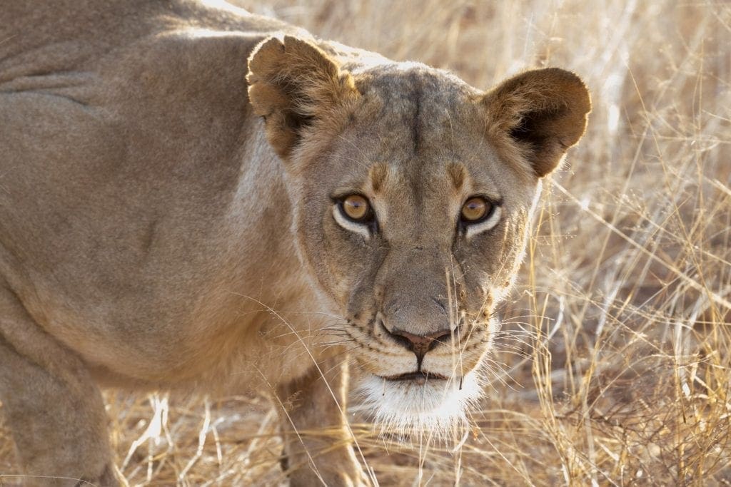 5 Top South African Safari's Outside of Kruger