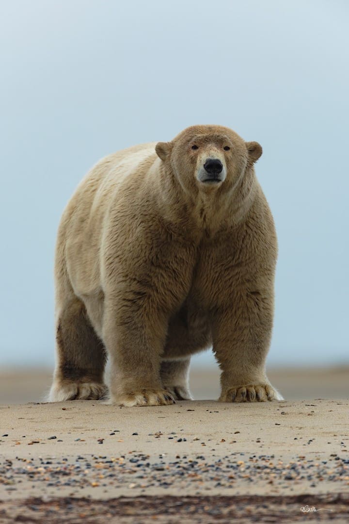 Fat Albert Polar Bear