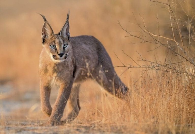 The 7 Wild Cats Of Africa You've Probably Never Heard Of Wildest