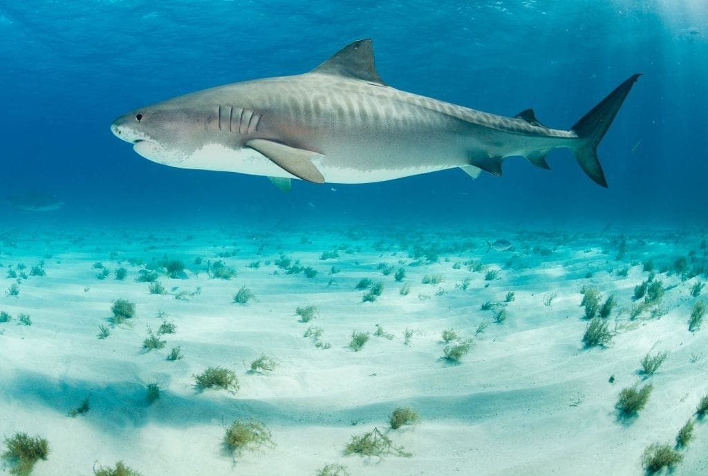 The Sharks Of The Bahamas - Meet The Island's Most Iconic Species | Wildest