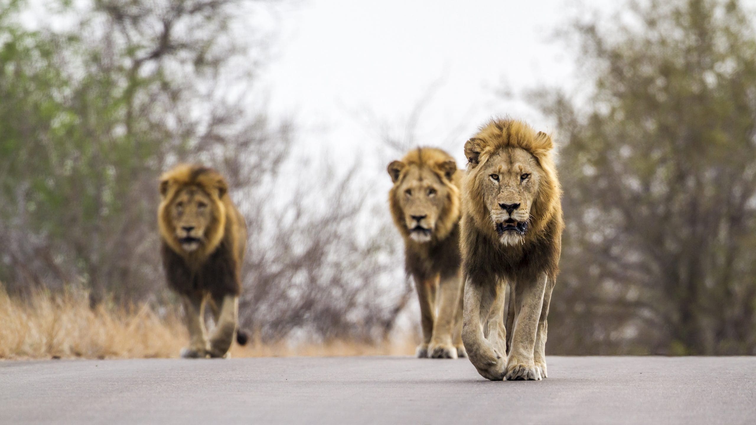 10 animals to look for in kruger national park