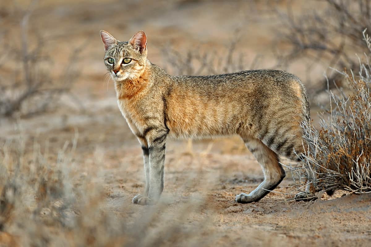 Нубийская кошка фото