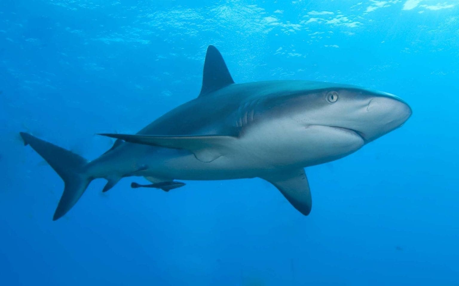 the-sharks-of-the-bahamas-meet-the-island-most-iconic-species-wildest