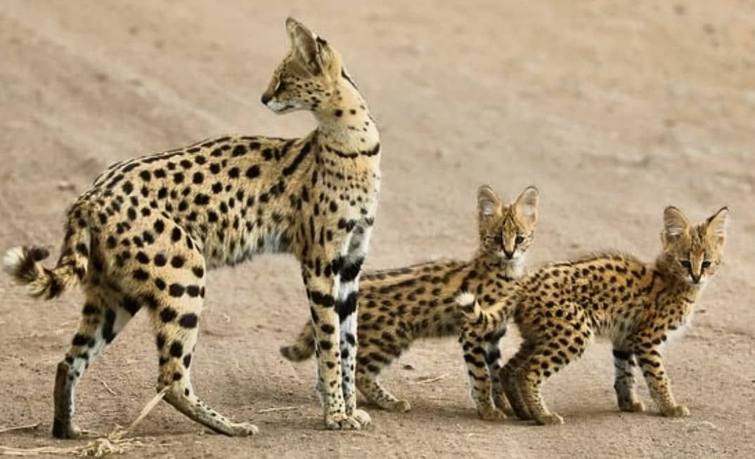 The 10 species of African cats