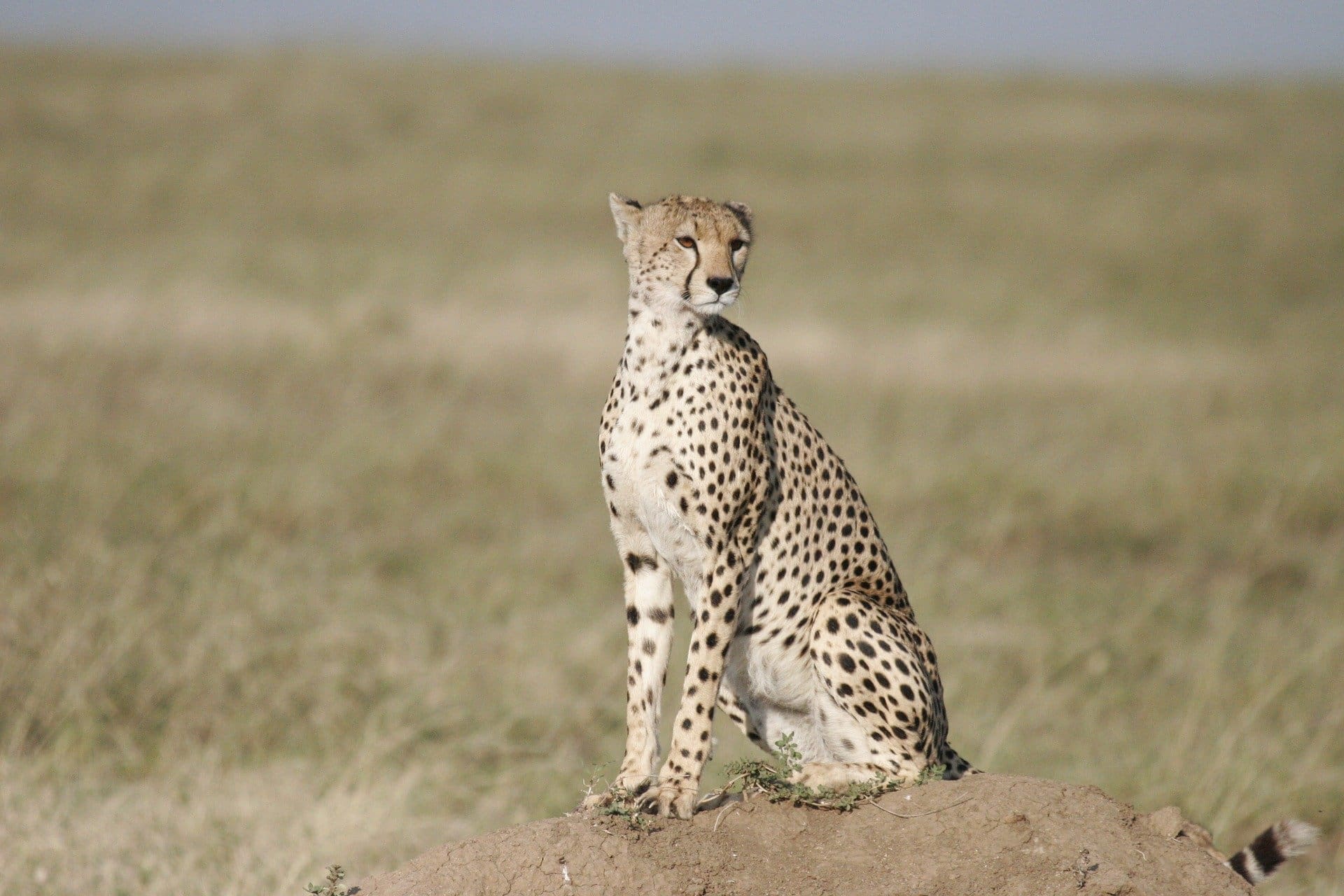 Cheetah using a termite mound as a vantage point while scanning the Serengeti Plains