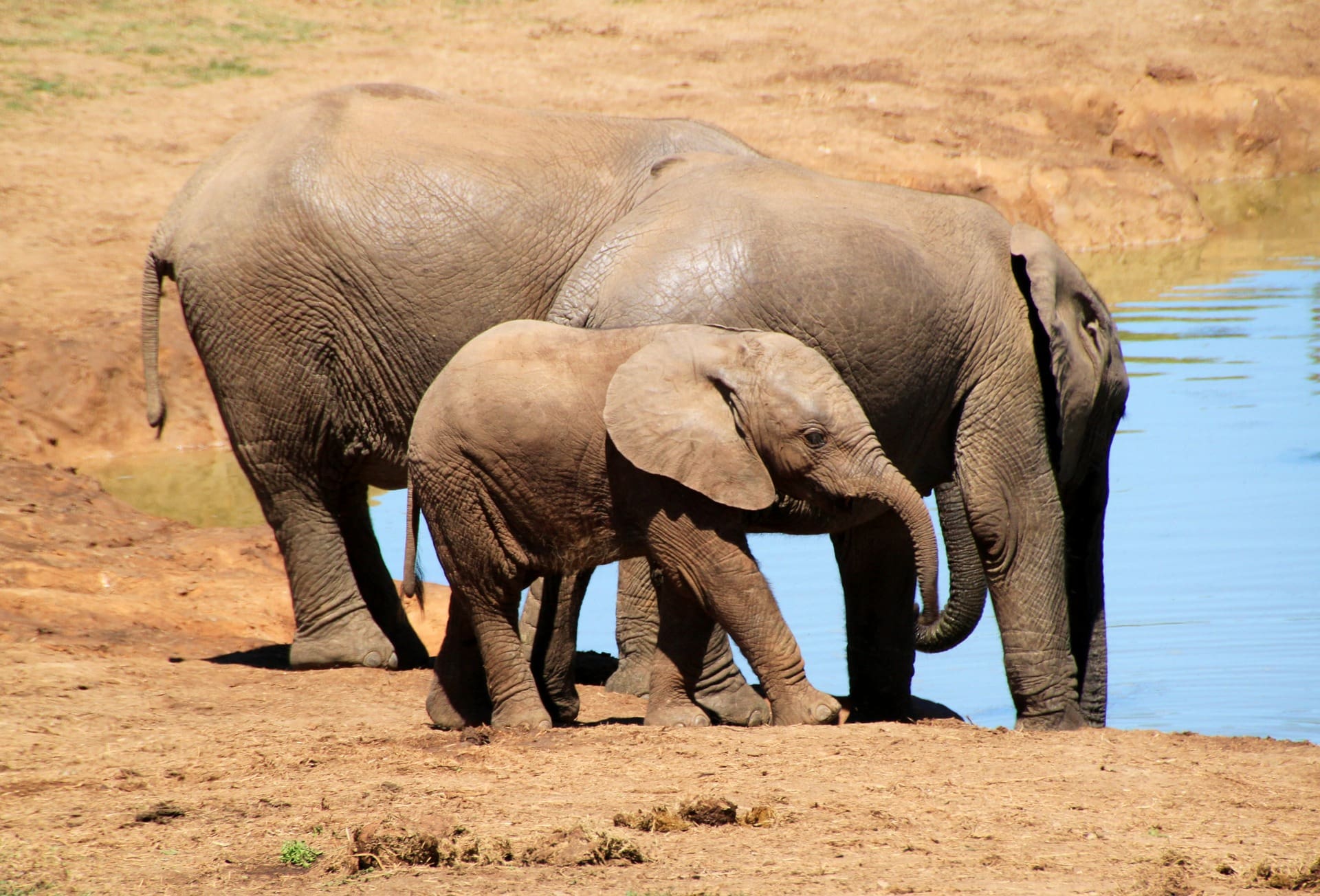 Why Elephants Are Essential To The African Ecosystem