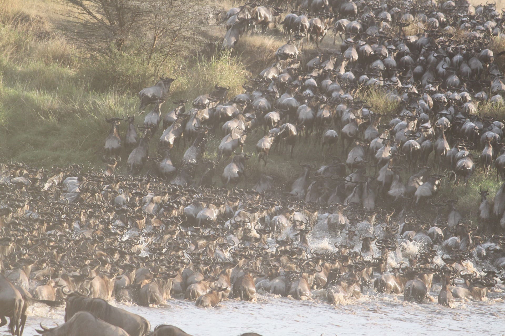 Wildebeests crossing a river during the great migration 