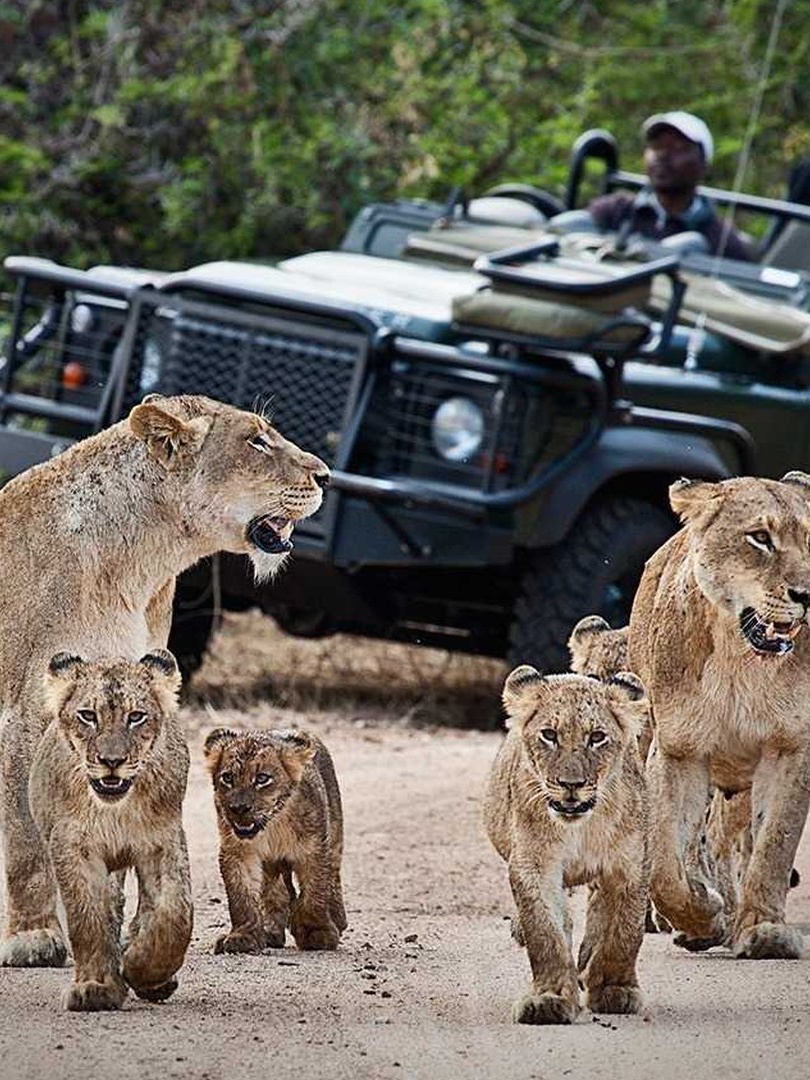 the top safari destinations in South Africa