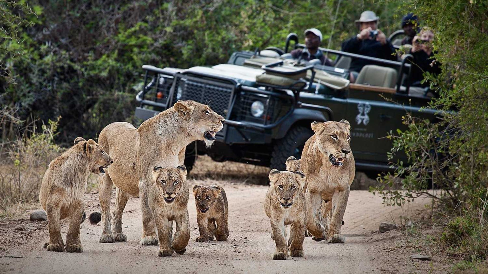 safari now south africa