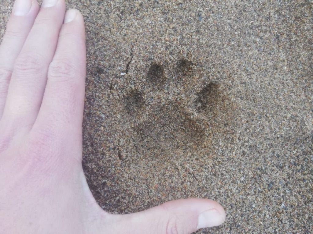 Identifying Big Cat Tracks in Africa Wildest