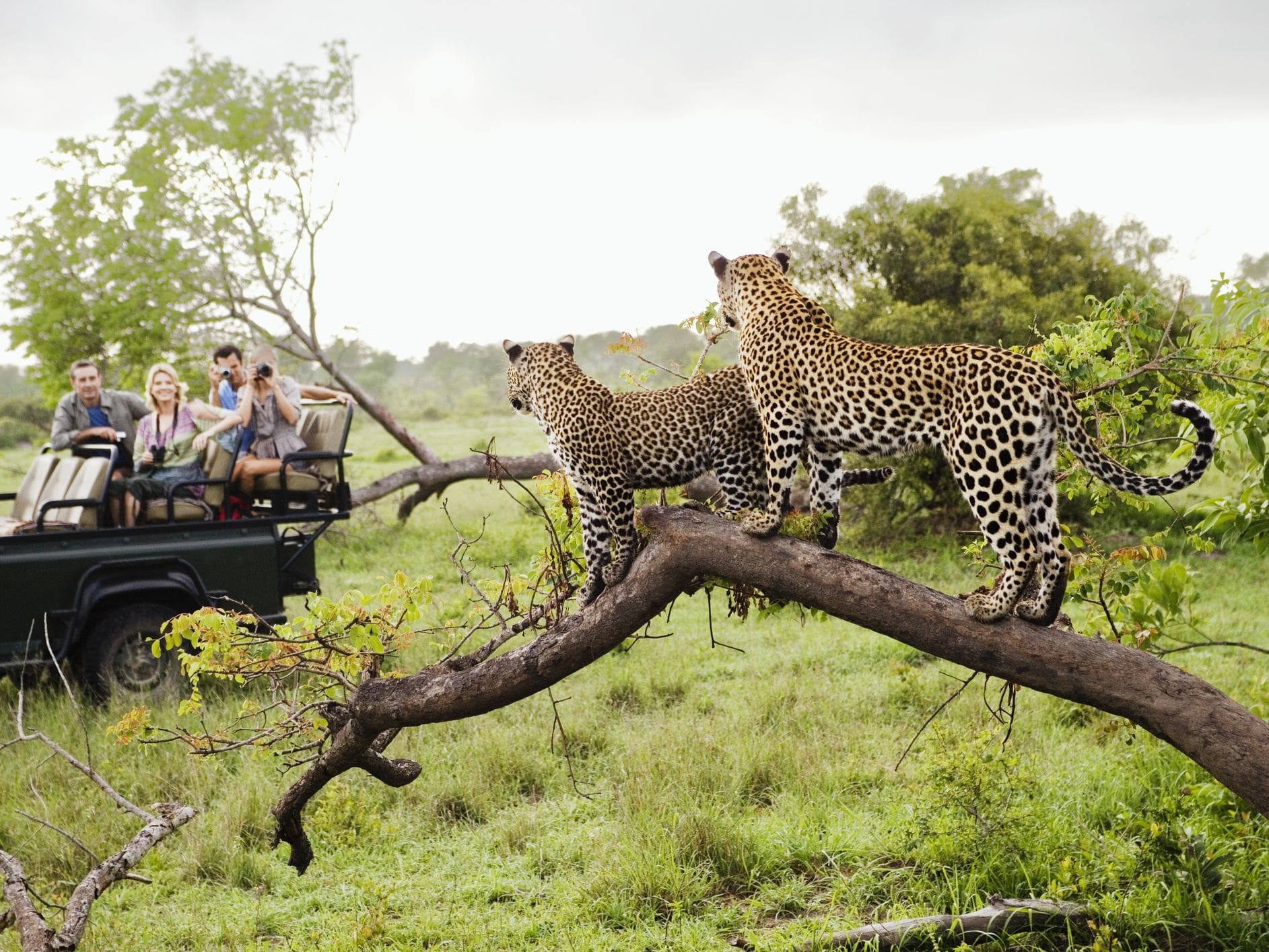 central africa safari