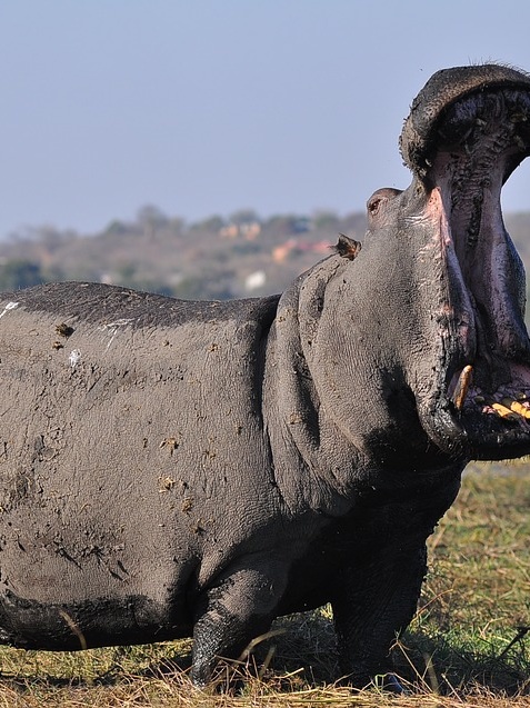 the most dangerous animals in africa