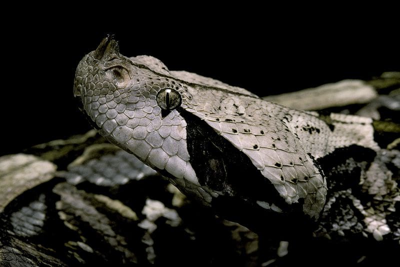 the 10 deadliest snakes in africa