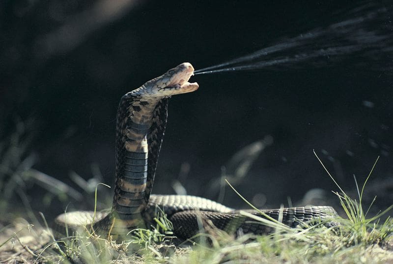 the 10 deadliest snakes in Africa