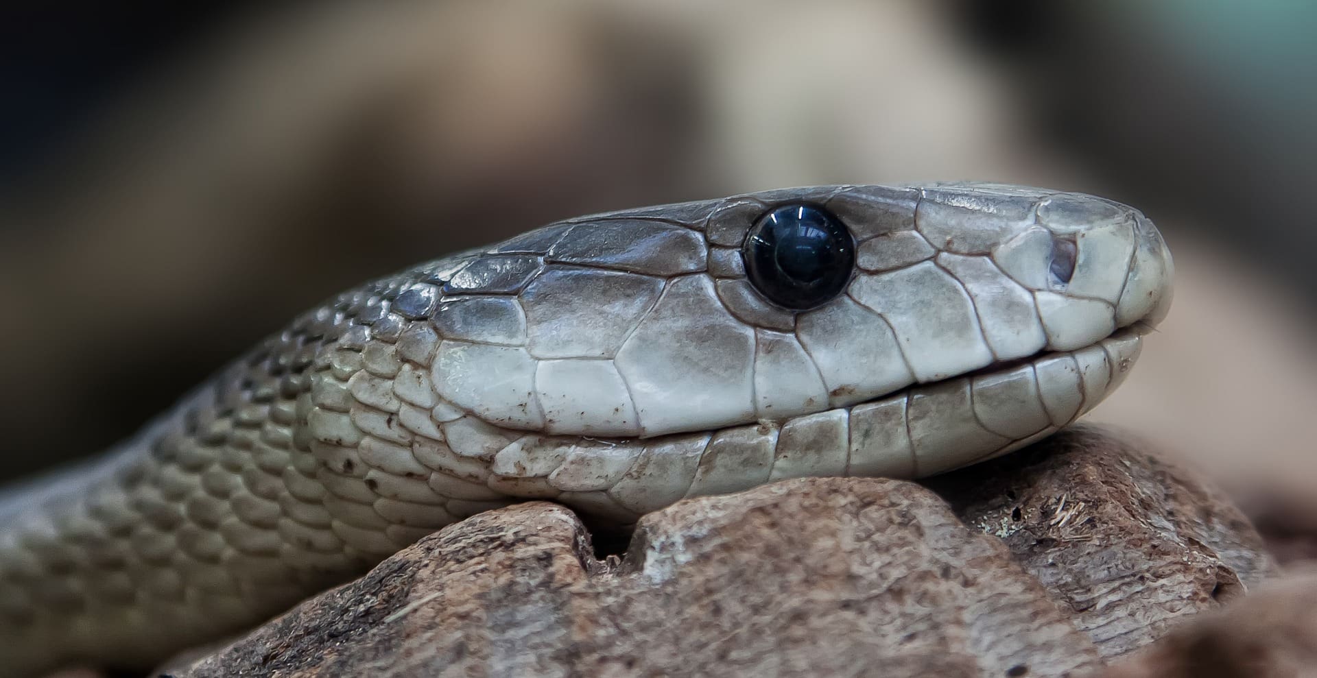 The 10 Deadliest Snakes In Africa